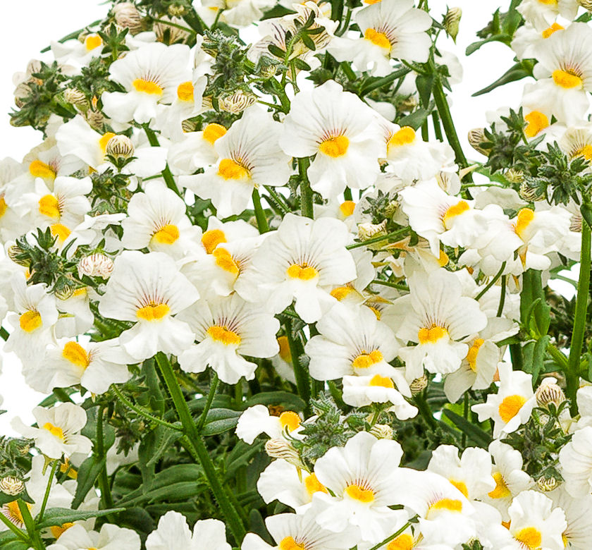 Sunsatia® Coconut Nemesia Natorp's Online Plant Store